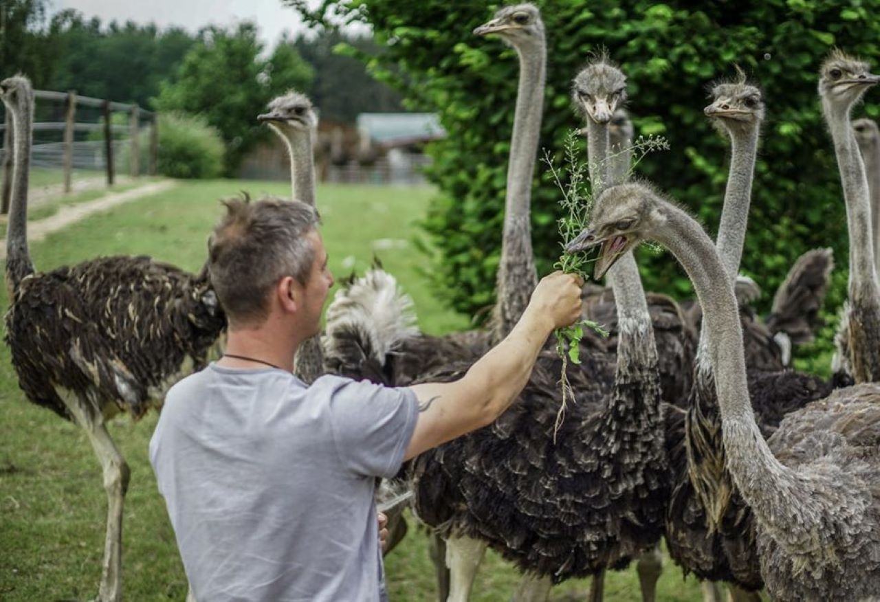 Afrika so Nah: Die Straußenfarm in Kotzenbach