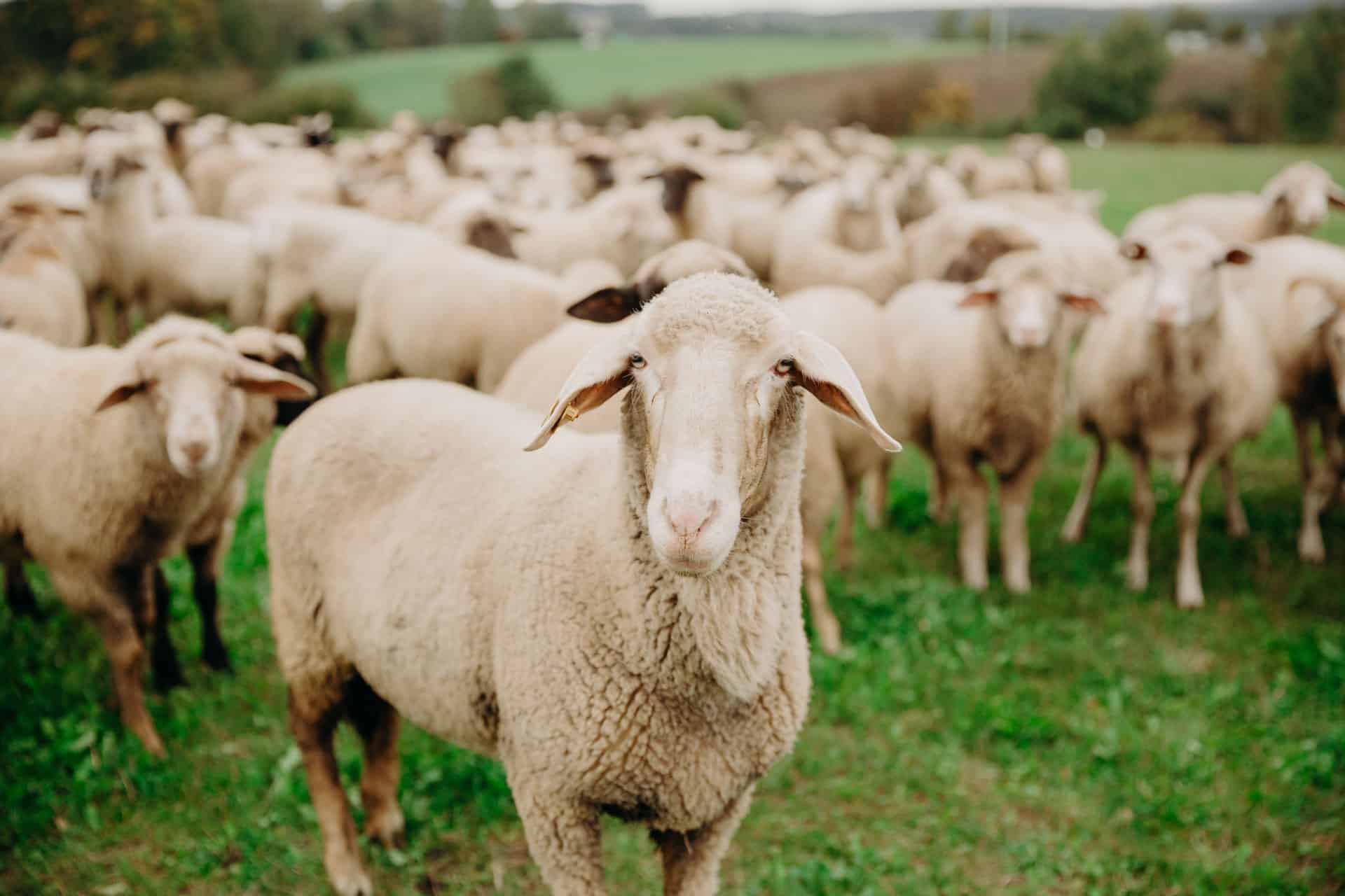 Grüne fordern Maßnahmen gegen Tierquälerei in Bayern