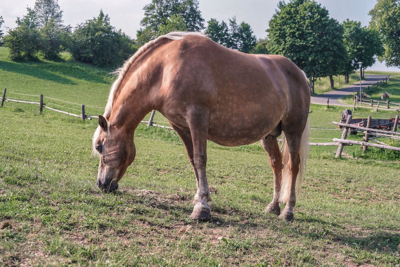 Urlaub auf dem Pferdehof: Reiterferien für Mädchen