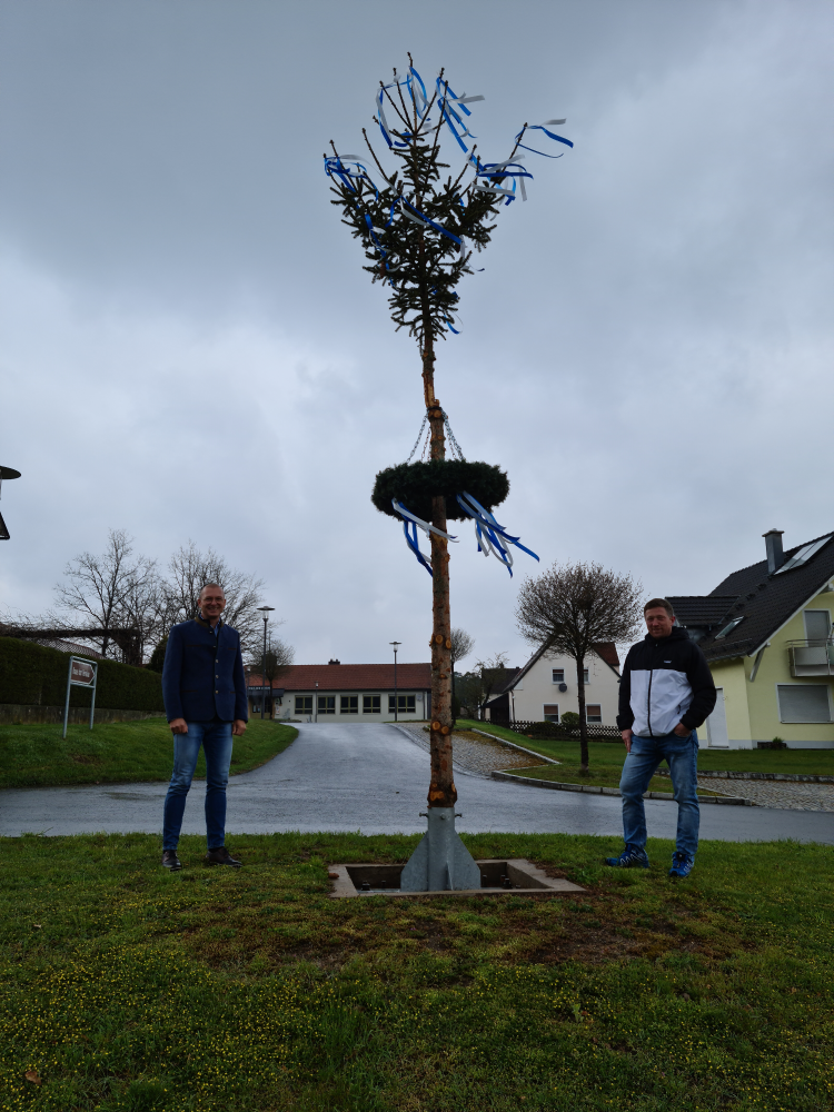 Neue Art der Wiederverwertung – aus Christbaum wird Maibaum