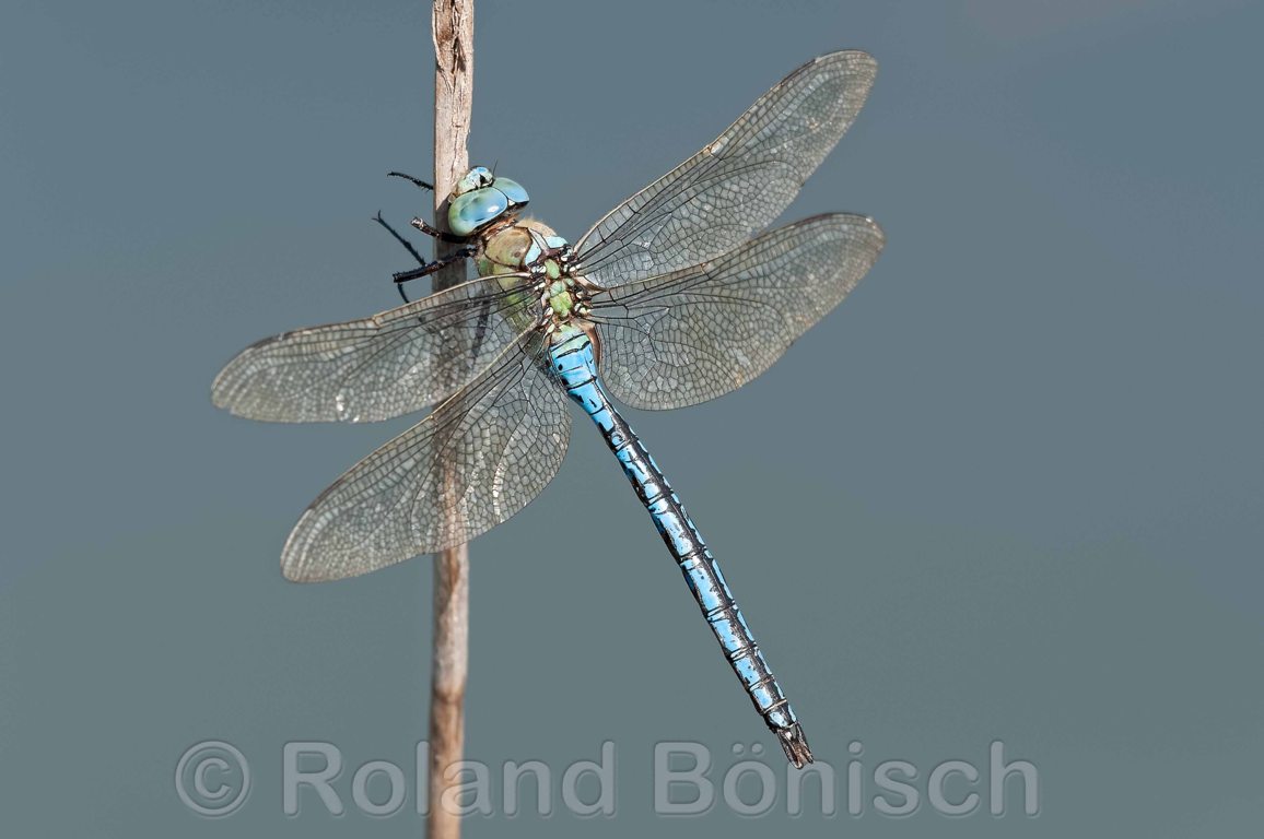 Libellen-Ausstellung „Fliegende Edelsteine“