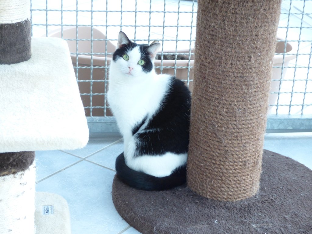 Katzenladys suchen neues Zuhause