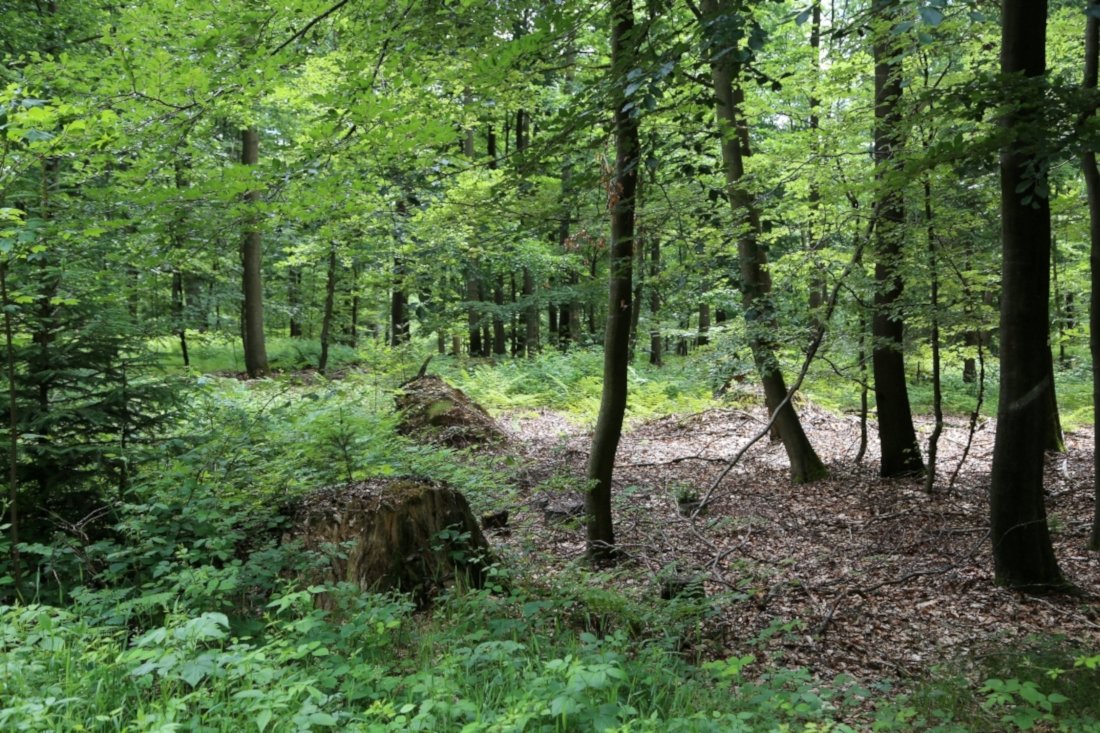 Für einen Radweg: Rodungsarbeiten im Hessenreuther Wald
