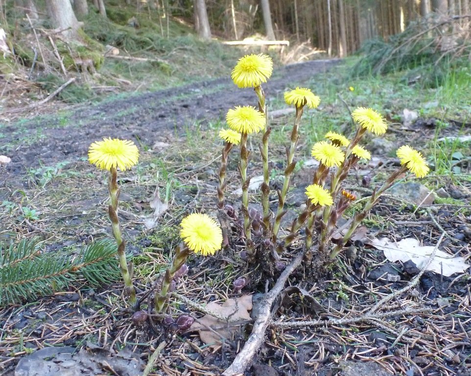 Frühling in der Nordoberpfalz: Lasst uns den #oberpfalzECHOfrühling sehen