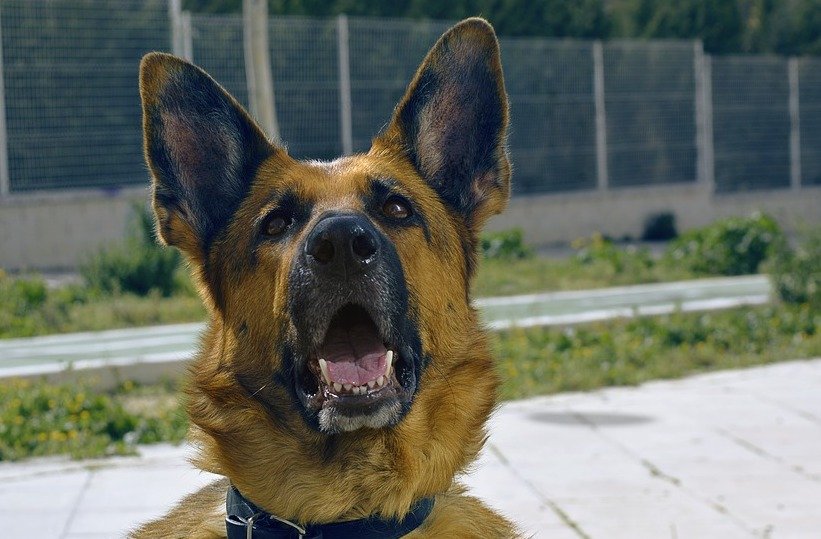 Vier junge Hunde im fremden Schuppen untergebracht