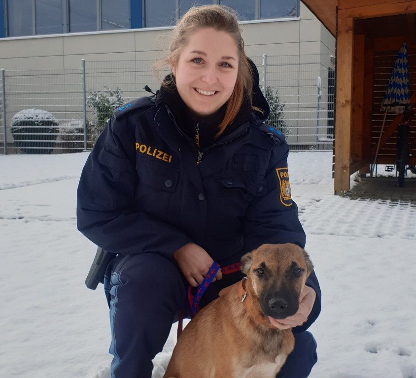 Achtung: Hund gefunden