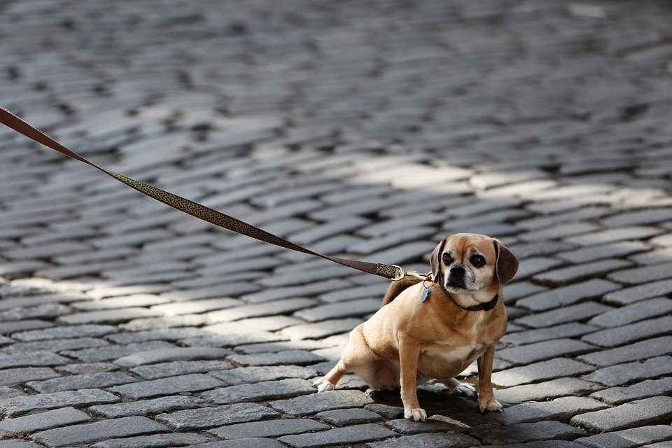 Hund läuft Radfahrer vor die Räder: Schädelprellung nach Sturz