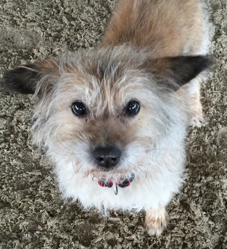 Hund seit Wochen vermisst – Thumsenreuth und Umgebung steht Kopf: Wo steckt er?