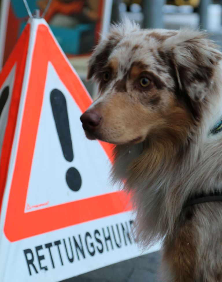 Hund angefahren – Verantwortlicher flüchtet