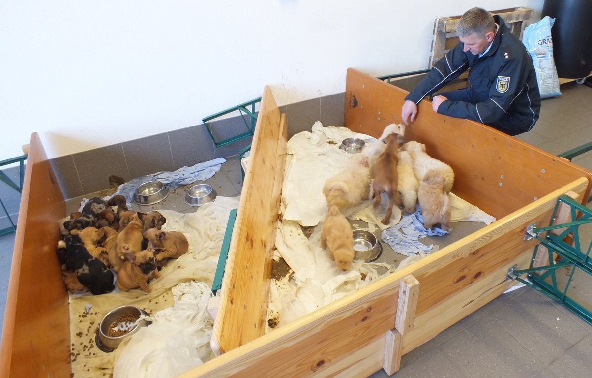 Illegaler Tiertransport: 320 Tiere im Kastenwagen