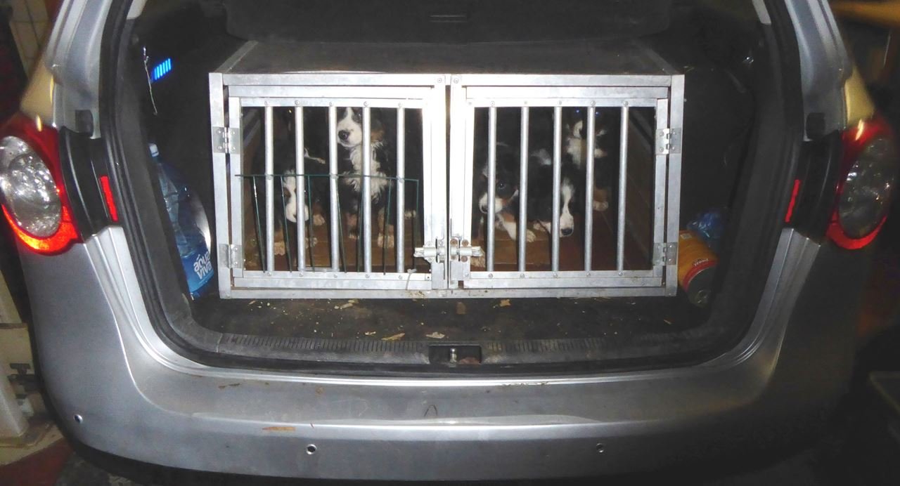 Illegaler Welpentransport: Gefälschte Impfpässe für Mensch und Tier