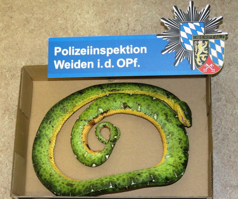 Polizist findet seltene Schlange bei Spaziergang