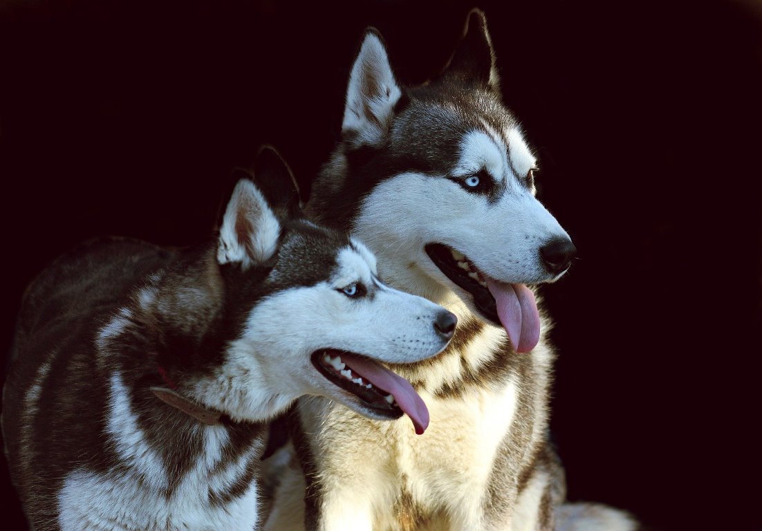 Huskys im Auto eingesperrt