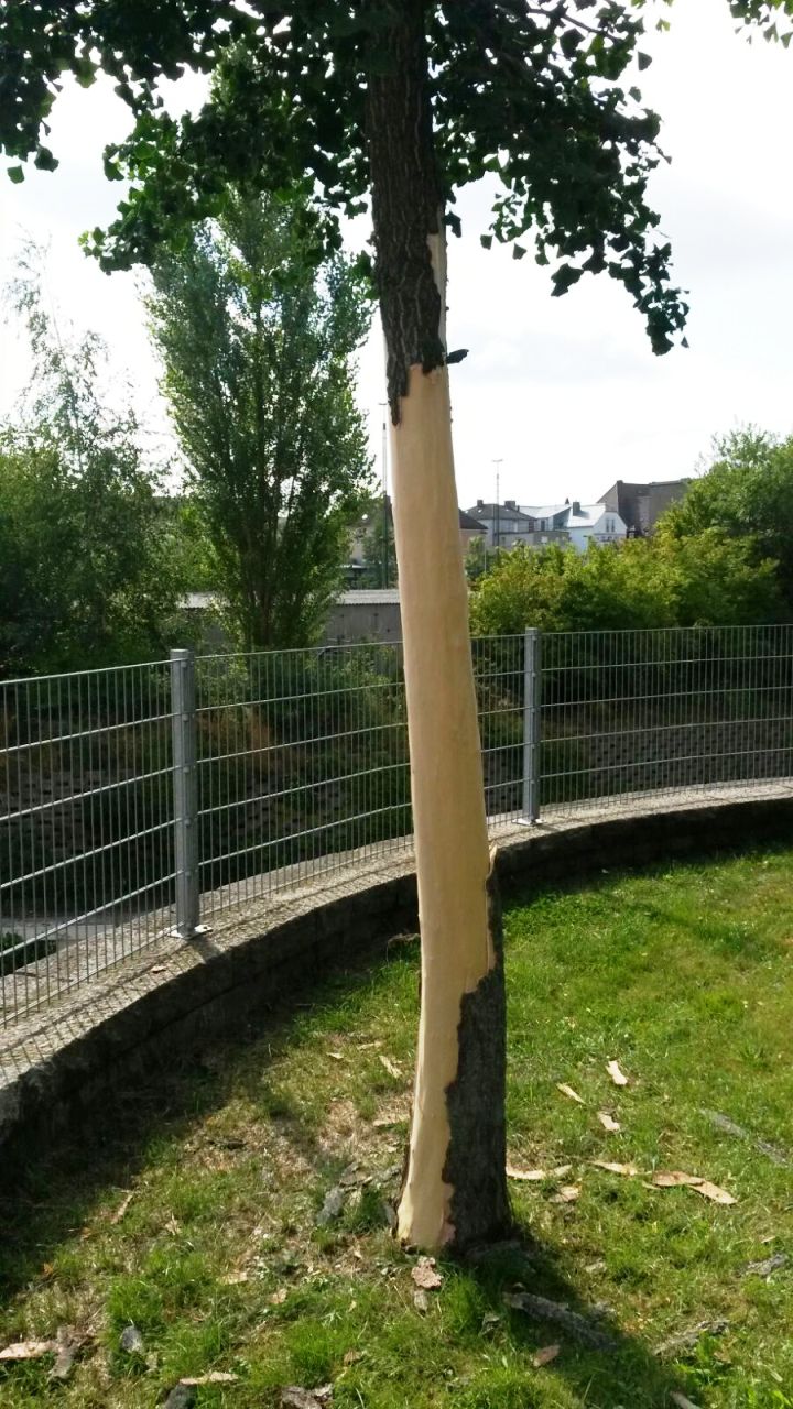 Vandalen zerstören Ginkgo-Baum