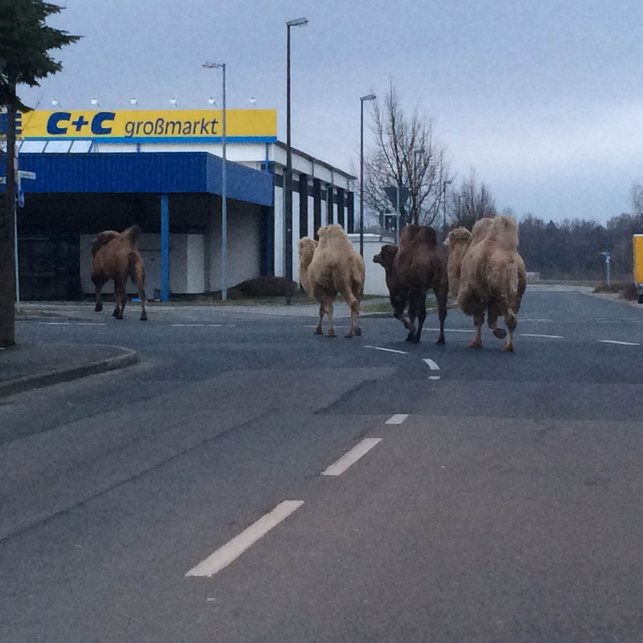 Kamele auf Entdeckungstour