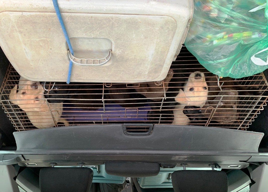 Illegaler Welpentransport gestoppt: 19 Hundebabys beschlagnahmt