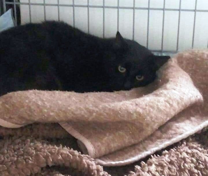 Verletzter Kater vor Pflegeheim gefunden