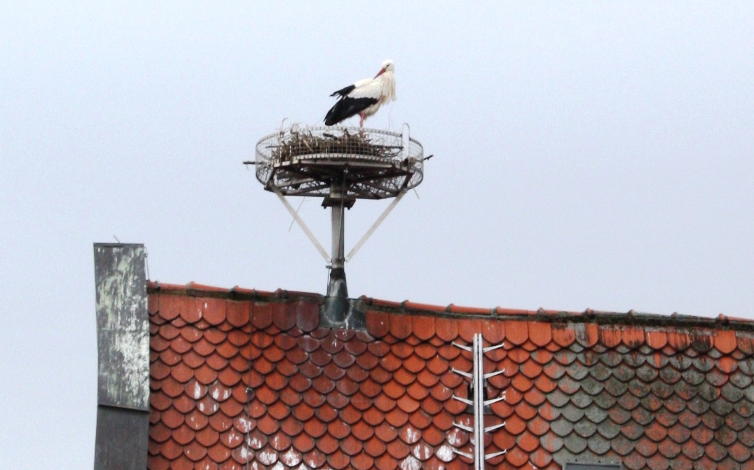 Der Storch ist zurück!