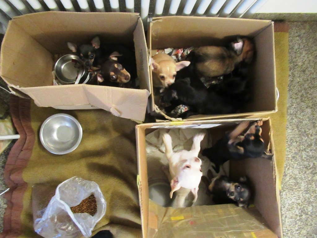Illegaler Welpentransport: Nicht alle Hunde überleben