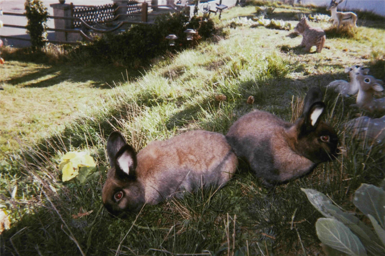 Tierliebhaberin schreibt über ihre Kaninchen