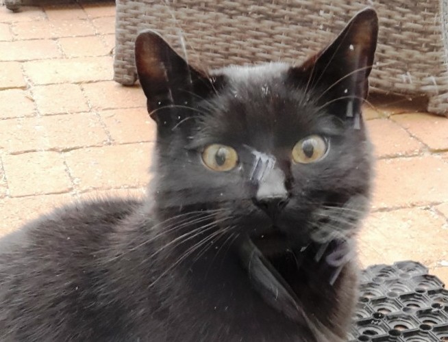Kater zugelaufen – Wem gehört er?