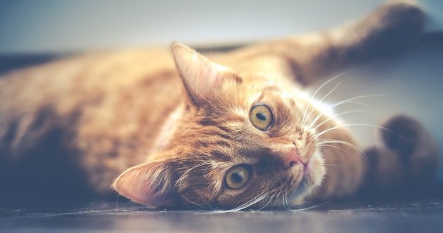 Katze mit Kabelbinder gequält
