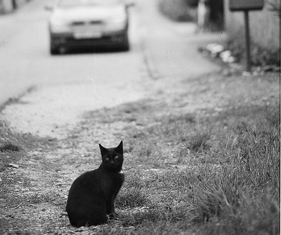 So ein Katzenjammer: Ford-Fahrer kracht gegen Straßen-Schild
