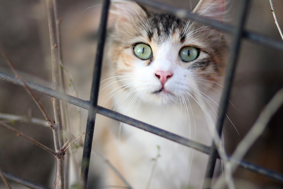Katze vergiftet – schon der dritte Fall