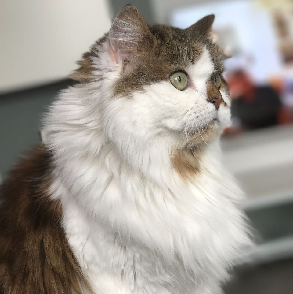 Warum du deine Katze rechtzeitig kastrieren solltest