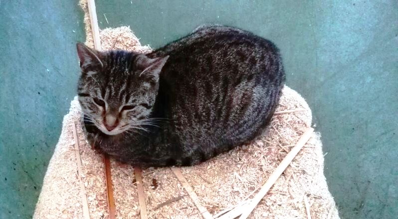Katze in Eschenbach vermisst: Wo ist Tiger?