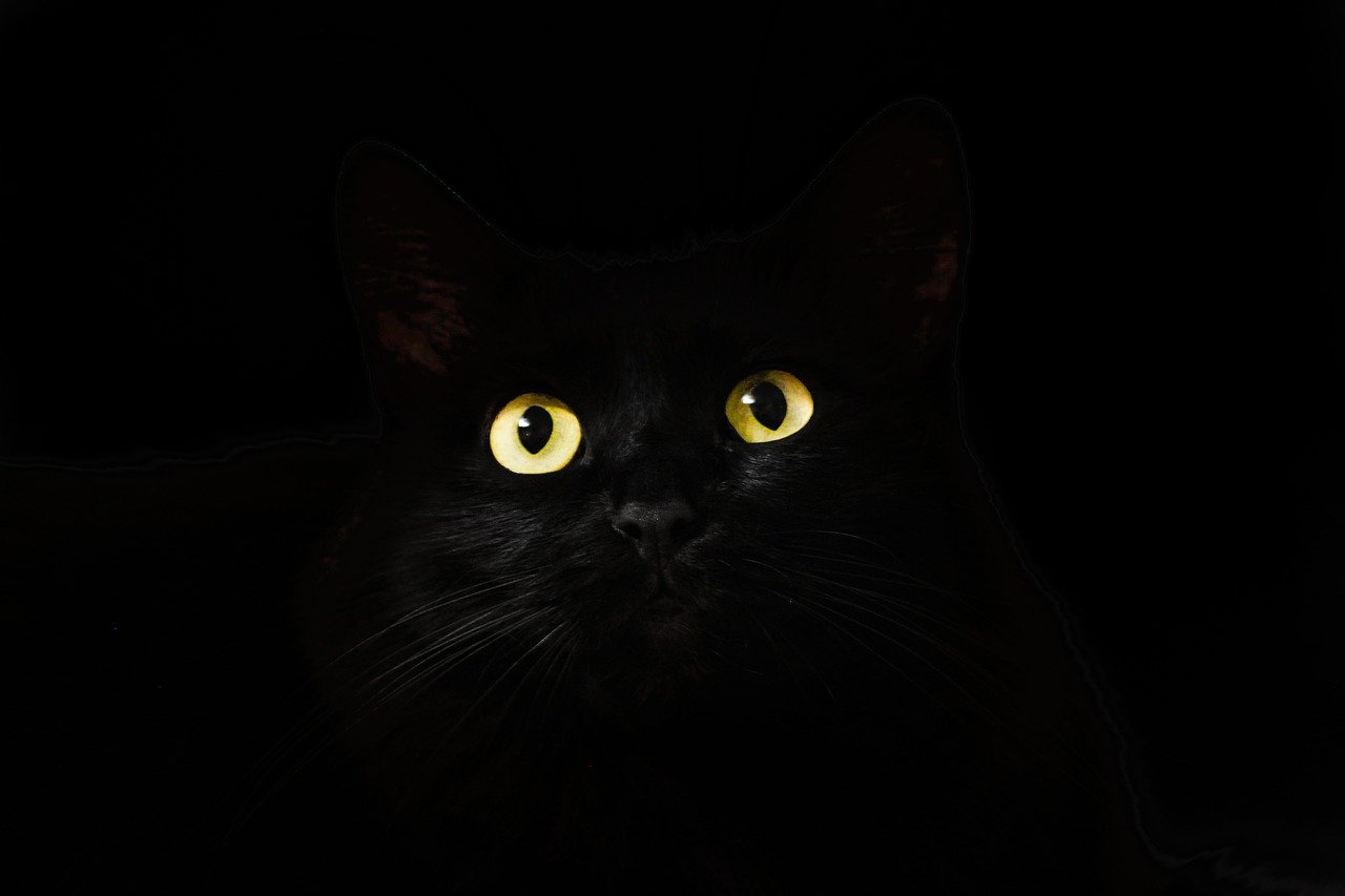 Kater spurlos verschwunden: Katzendieb in Döllnitz?