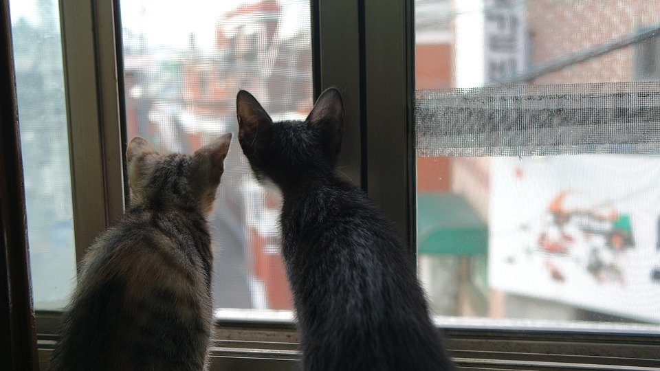 Katzenjammer: Polizei rettet zwei Katzen aus Wohnung