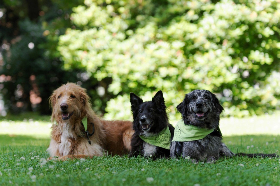 Kinder auf dem Weg zum Hundeexperten: Kind und Hund in Aktion