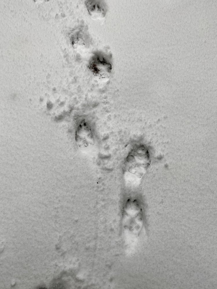 Rätseln über Wolfsspuren und Fuchshöhlen