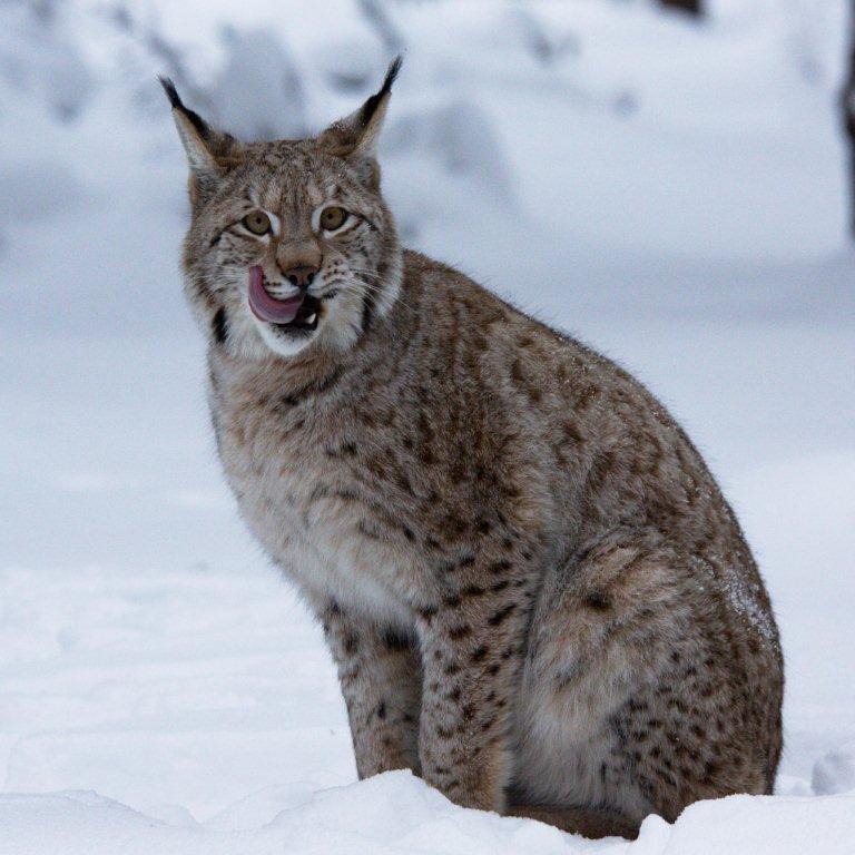 Luchs und Wolf im Steinwald: Wie ein Luchs auf Luchse aufpassen