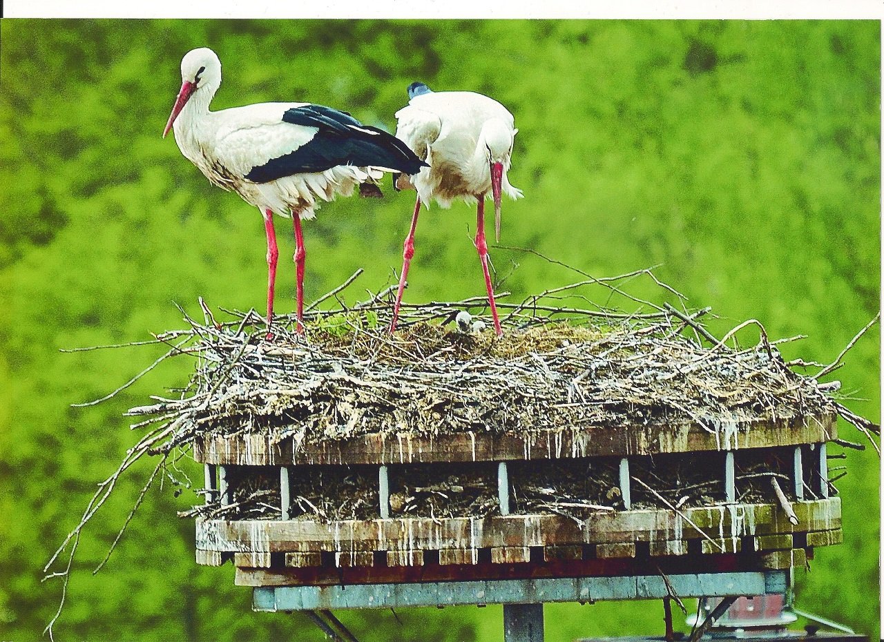Süßer Storchennachwuchs: Drei Jungstörche im Horst
