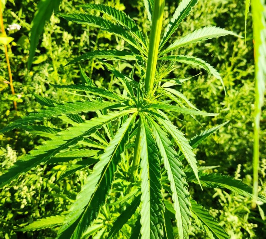 Marihuana-Plantage aufgeflogen