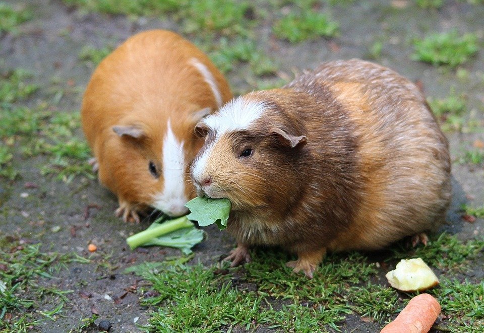 Unbekannter klaut Meerschweinchen