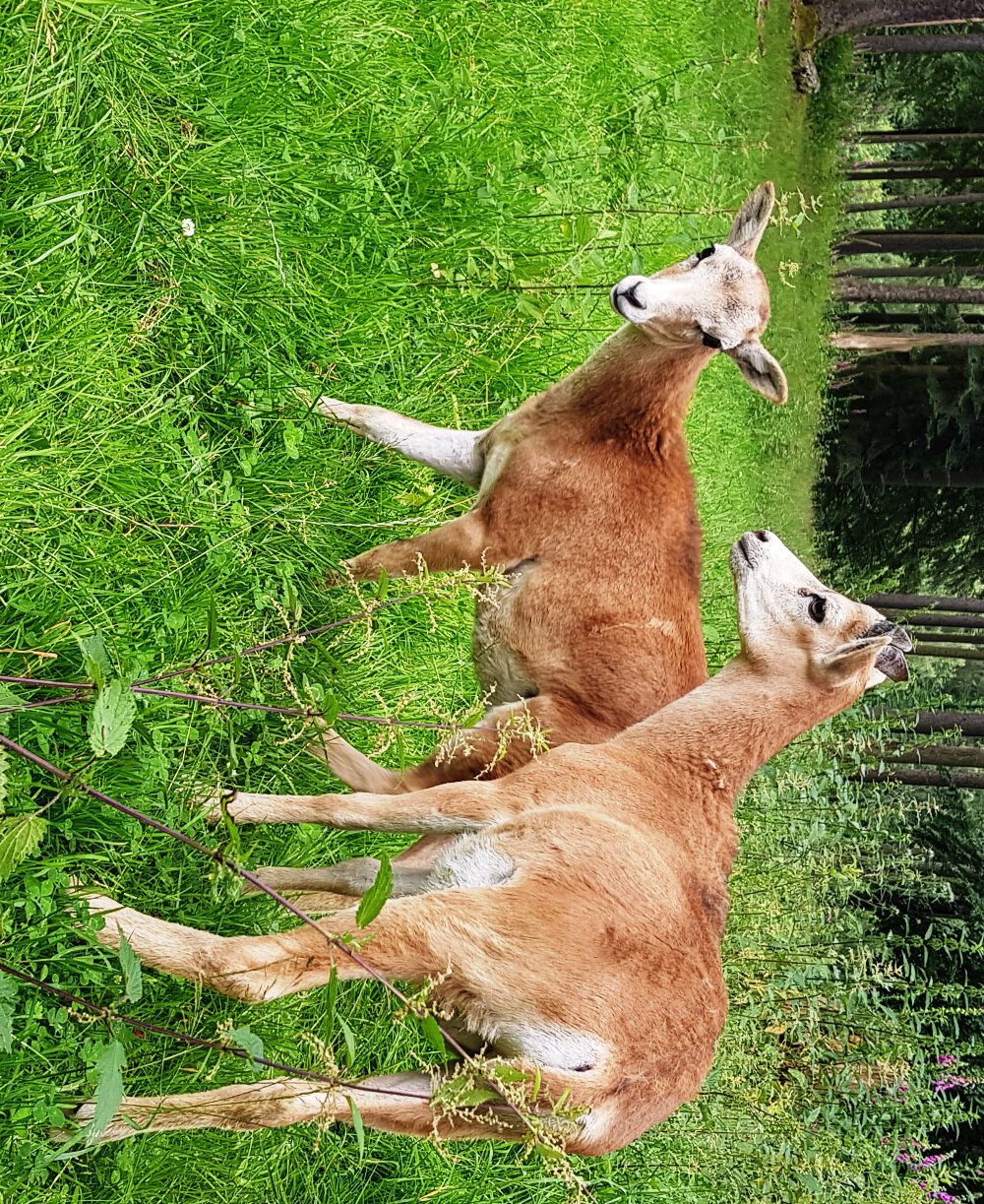 Nachwuchs im Wildpark