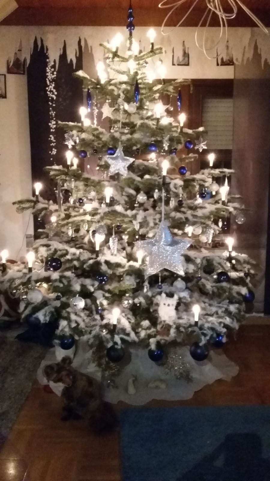 „So a schöner Baum!“: OberpfalzECHO-Christbaumloben 2019