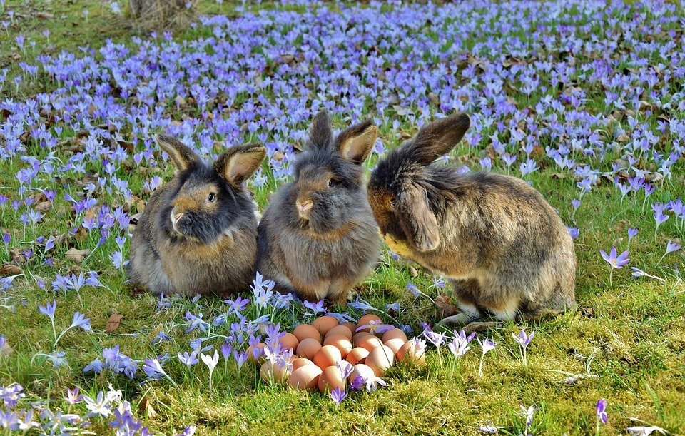 Osterhasen-Gewinnspiel: Jetzt abstimmen!