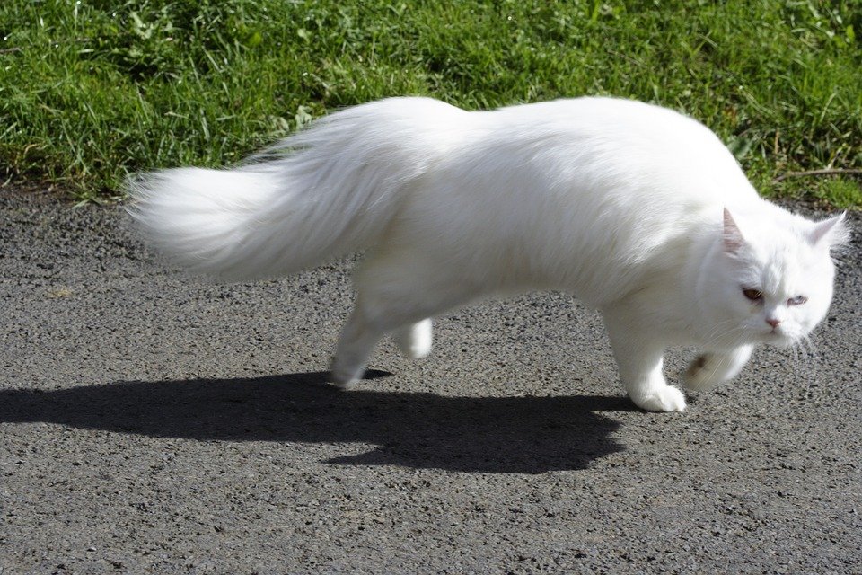 Katze vergiftet