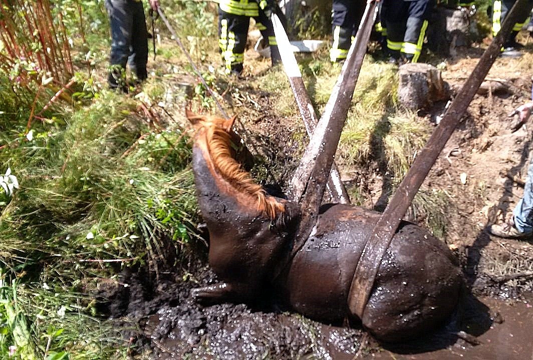 Trotz Trockenheit: Pferd steckt in Morast fest