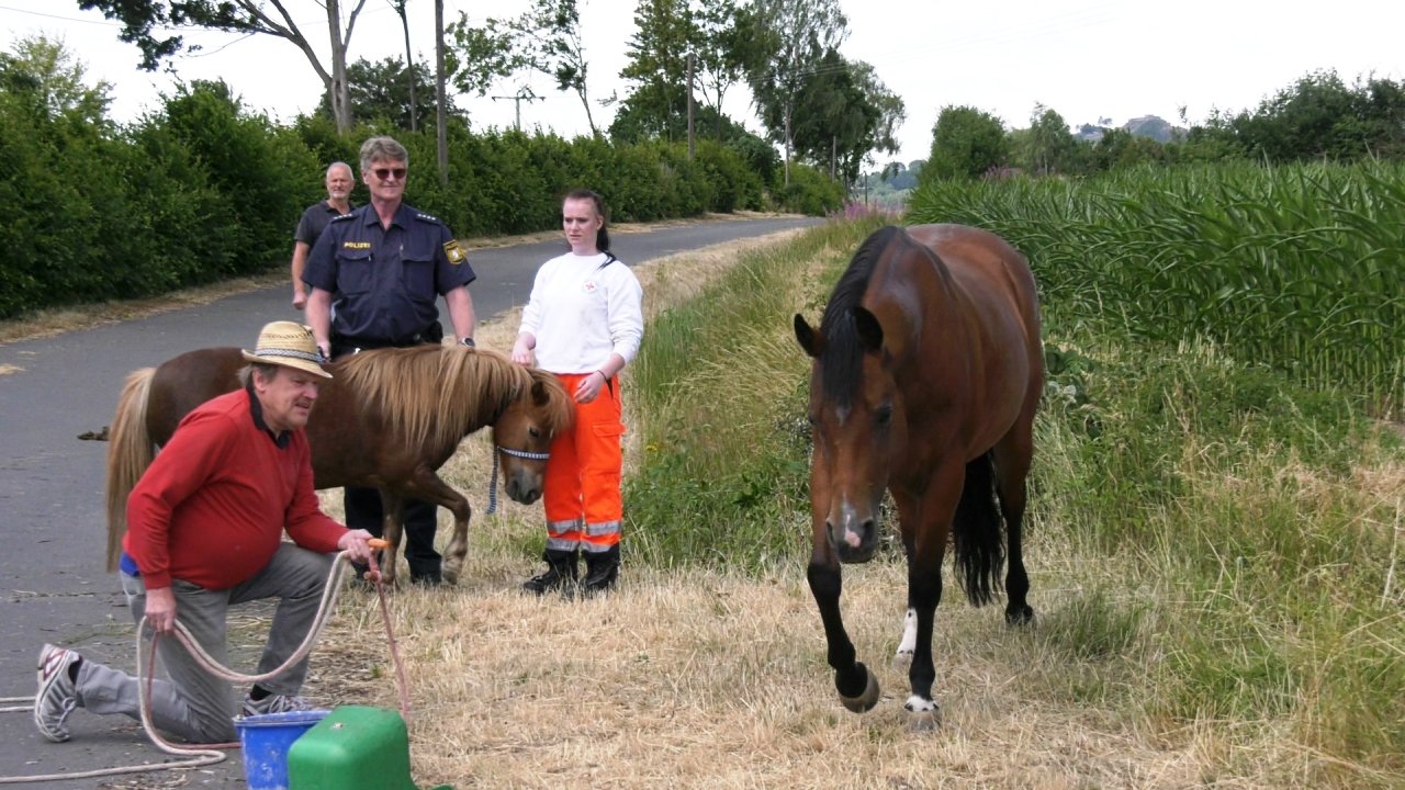 Pferd und Pony auf B22 halten Einsatzkräfte auf Trab