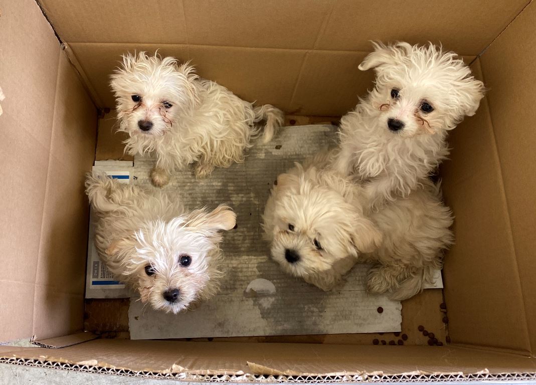 Grenzpolizei rettet sechs Hundewelpen
