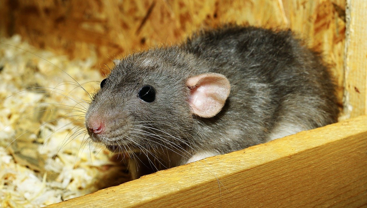 Ein Fall für die Kripo: Ratten und Kleintiere massiv gequält