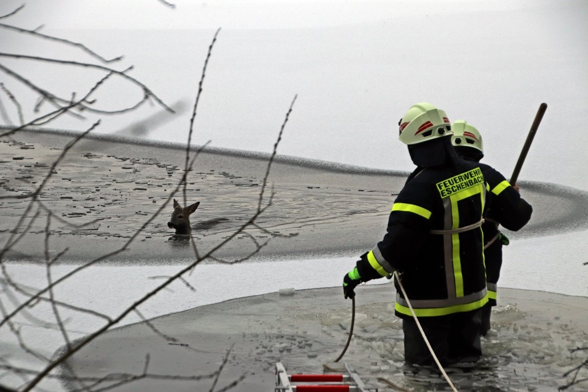 Rehbock bricht in Oberseedamm ein