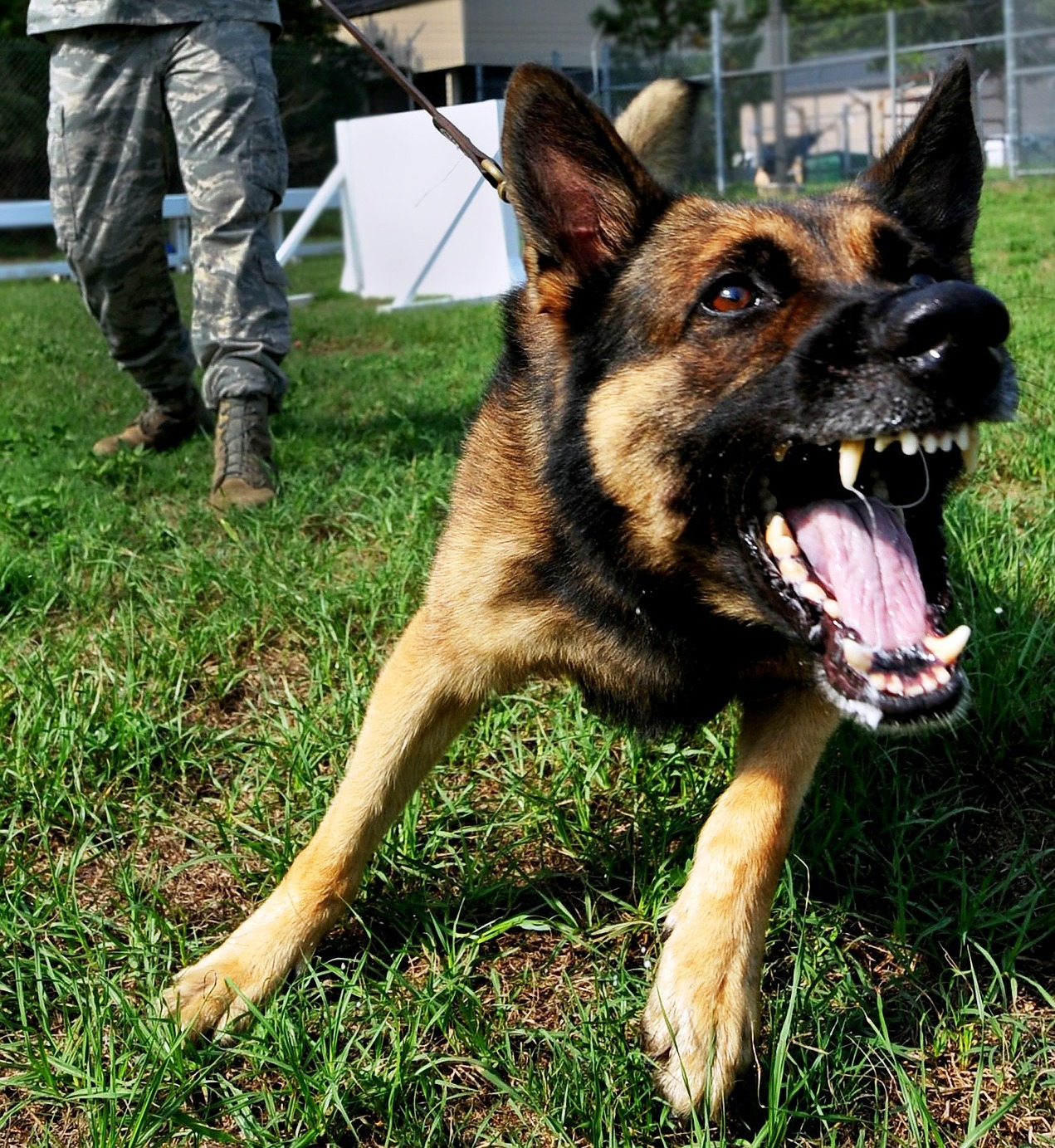 Ehemaliger Armeeminensuchhund fällt Passanten an