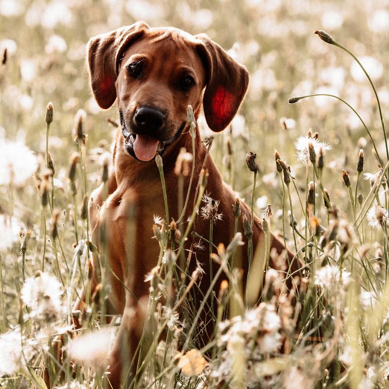 Das ist der schönste Hund der Nordoberpfalz