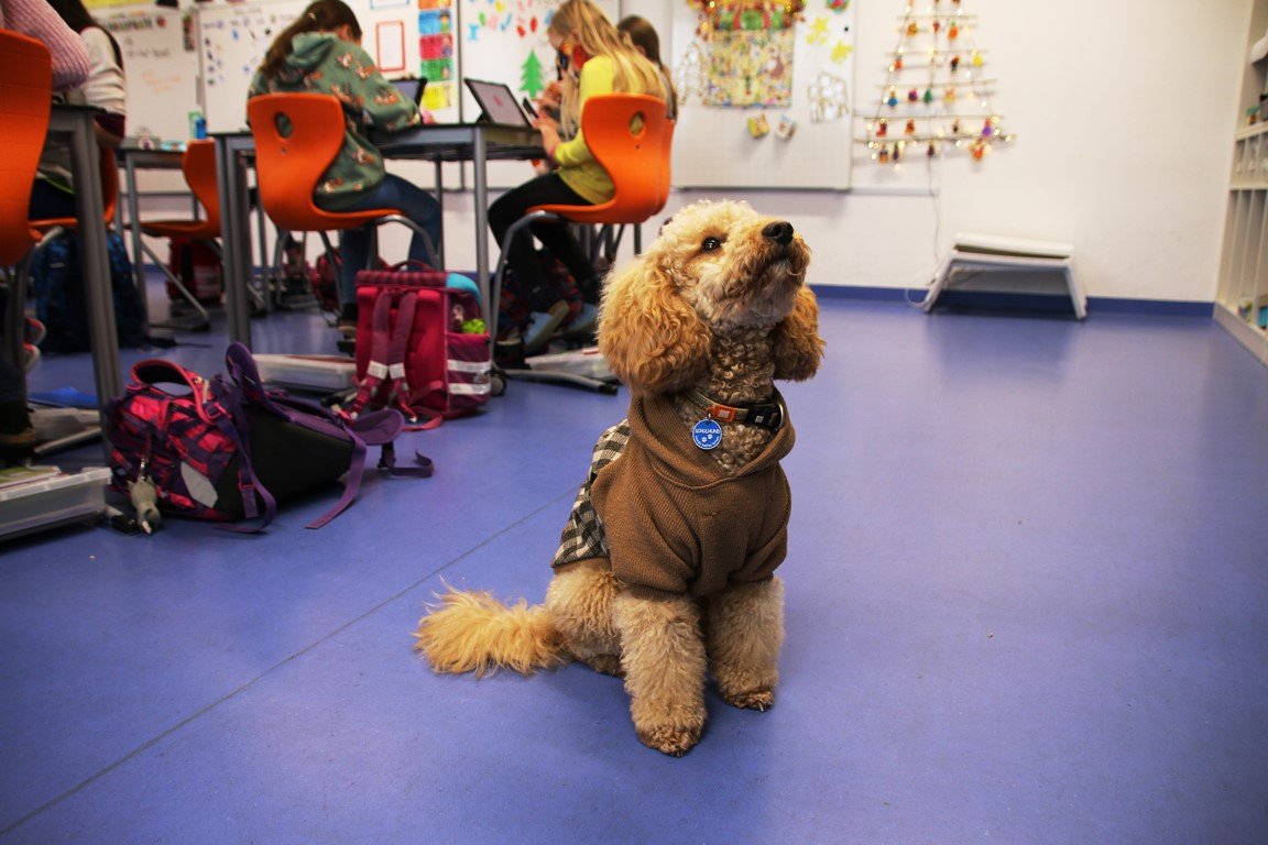 Schulhund Winnie, der Superstar